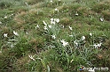 VBS_1130 - Fioritura narcisi a Castelnuovo Nigra 2023